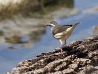 Louisianna Waterthrush 1773